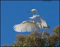 _1SB5387 snowy egret fledge testing wings